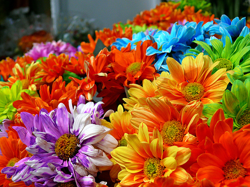Colourful - This is a very colourful flower. It means that your life must be like this flower and be colourful as always.