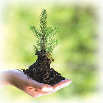 growing money tree - growing my money tree. it will be crashed by cyclone then i got to need the money
