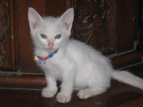 kitten  - kitten under the dinner table