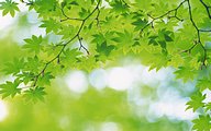 summer green leaves - summer green leaves.