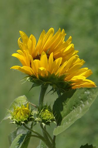 Sunflower Close Up - I took this photo in June. I planted giant sunflowers and they bloomed all summer, attracting bees and butterflies. I used a 105mm macro lens.