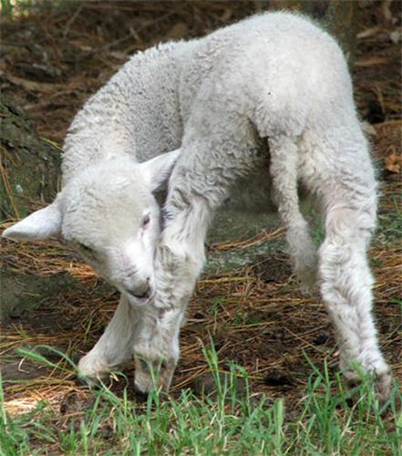 Freddy the Lamb - This is Freddy the newest member of the lamb family at the Cocide Farm, Dublin Ireland. Reminded me of our favorite lamb here...