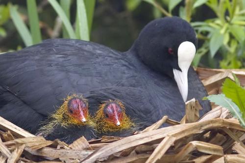 Eurasian Coot - One adult Eurasian Coot (Fulica atra) with two chicks.