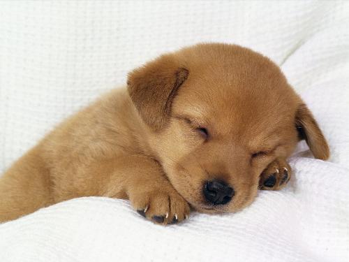 Cute Dog - Cute dog is sleeping.Love the dogs