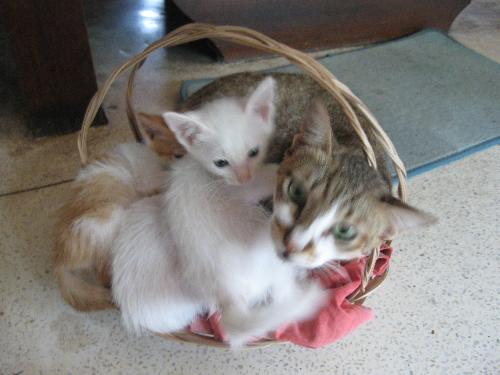 three kittens and a big cat  - three kittens and big cat in a basket