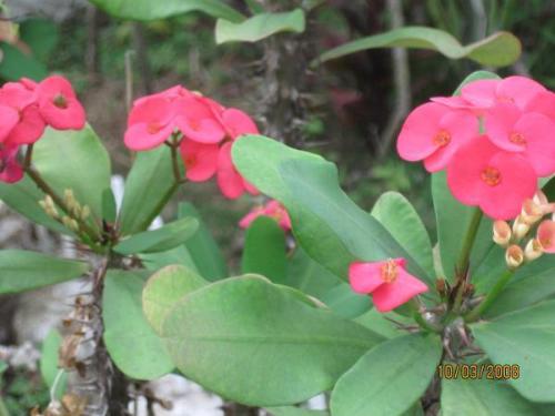 flowers - flowers that i saw in road leading to the shrine