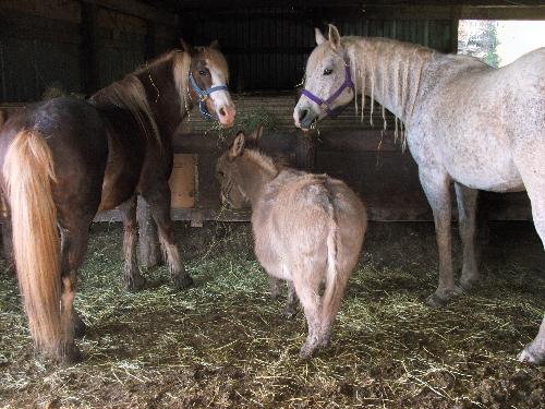 Hairy and two of his friends - Hairy lives with 6 mares. Here he is with two of them.