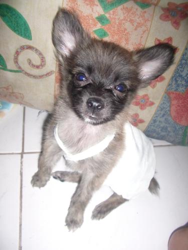 bok - picture of bok, a very cute and good doggie of mine hehe