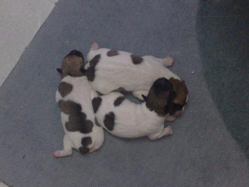 our new born puppies - our new born puppies...so cute
