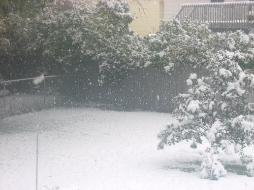 Snowing - Early snowfaqll in Minnesota 2009, October 12th.