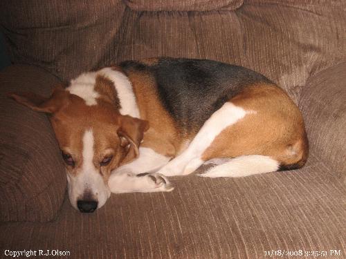 Buster - My beagle, Buster relaxing in the lazy boy chair.