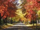 Fall Colors - Group of trees in the Fall Season