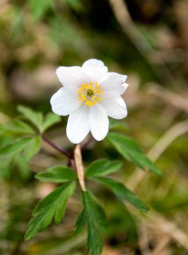 Anemone nemorosa - A picture I have taken of the always beautiful flower of spring, Anemone nemorosa. Also called 'Wood anemone' and 'Wind flower'.