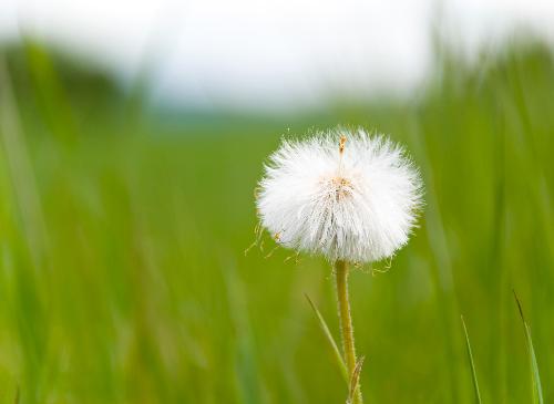 Taraxacum officinale, also known as Dandelion - Not much to say. I saw it, I liked it and I took a few pictures of it.