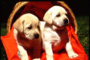 dogs - 2 white puppies