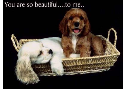 dog - a black and a white dog
