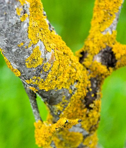Birch sprinkled with yellow bark, Nikon D80 - I was struggling a bit with the aperture and shutterspeed with the kit 18-135mm lens here, it doesn't have VR so I had to try different settings. I suspect the optics in the lens is not 100% accurate, but it is a very nice kit lens otherwise.