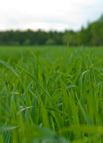 Green, green grass of home - Another test shot taken with the Nikon D80 DSLR.