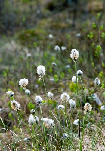 Cotton flowers - It was wet and chilly when I took this picture. I probably took around 30, and deleted the rest. Some modest post editing was done.
