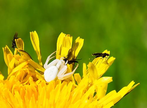 White spider gorging on Dandelion  - I forgot the name and I can't be bothered to look it up right now. I almost stepped on it one morning when I was out in the woods with my camera, and I spent the next half hour with it, studying it as it gorged on the poor little flies. I found it a bit fascinating that, it obviously understood there was something or somebody nearby, as it kept moving to the back of the Dandelion, and every time I moved to that side, it hid again, which made it a bit of a challenge to capture it like this.  The picture is cropped.