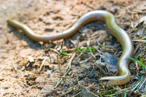 Anguis fragilis - Slow-worm - This creature is very common across Europe, it is not poisonous and completely harmless. I enjoyed its company an early morning after spotting it in a shadowy spot in the center of a track. It was generous enough to let me take many pictures before it disappeared into the grass.  To be honest, it was rather chilly at that point, so it couldn't move away faster even if it wanted to. I didn't want to bother it anymore after then, and left it alone. Thanks for the pictures, Mr. Slow-worm!