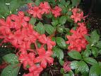 life - life is a plant