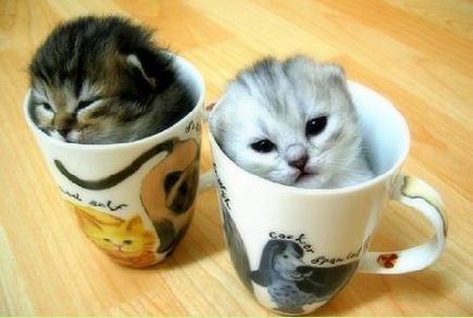 cats - cat in the cup