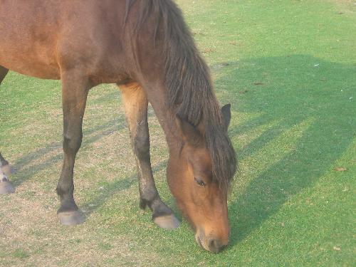 New Forest Pony - Wild Pony in the New Forest, England