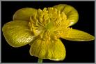 Buttercup flower - Golden colour buttercup flower.