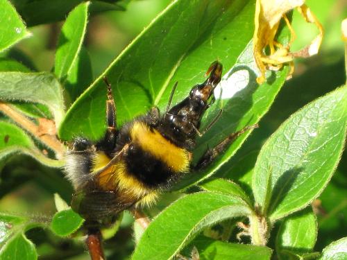Bumblebee with tongue sticking out - I hadn't seen a bumblebee's tongue before, but just happened to be there with my camera.