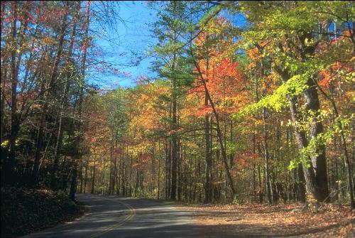 nature - color of trees