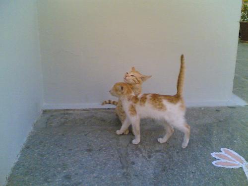 Two Cat - Never see You Like That Cat