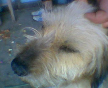 dog - my best frend :d