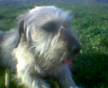dog - my beautiful dog