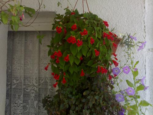 flower - a very nice flower