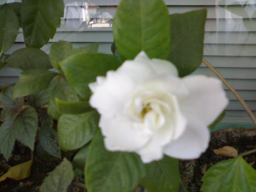 flower - WITE rose