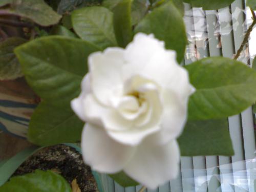 flower - wite beautiful rose