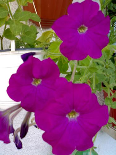 purple flower - a veri nice flower