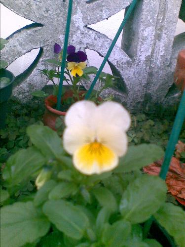 viola plants - my poor doomed flowers!