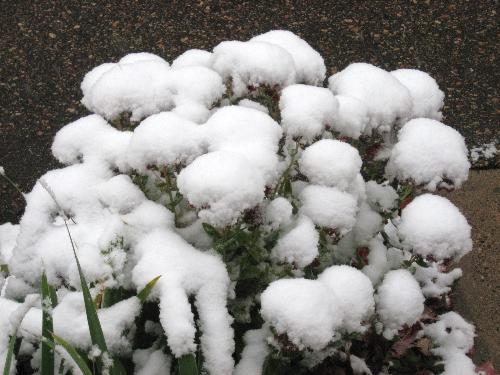 Seedums - At this time of the year they are usually a deep pink color.  But not this year. Ugghh!