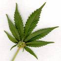 The Leaves of a Marijuana Plant - This is the leaves of a marijuana plant. Sorry I can&#039;t describe it more thoroughly, however it is what it is!