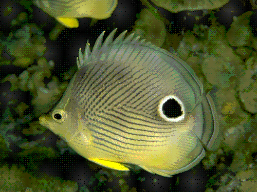 fish - tow eye