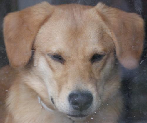 Looking out the window - This is Buster, looking out the window. Isn't she adorable?