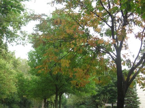 Tree With Leaves Changing - The leaves were just begining to turn on this treee when I took it's pictur a week ago.