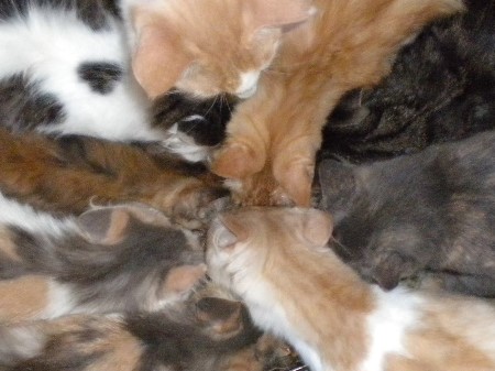 Cats -feeding frenzy - here is a photo of a bunch of my cats eating.