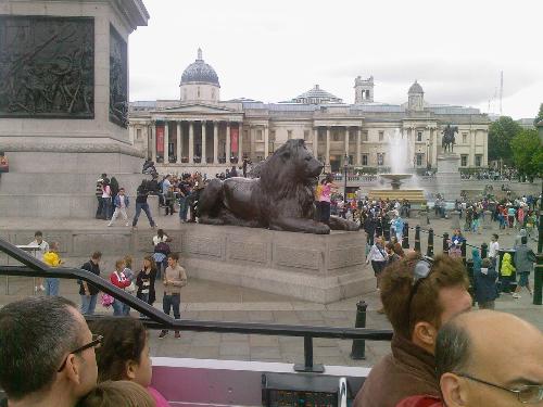 A Lion - One of the Lions around Nelson's Column,Trafalgar Square,London
