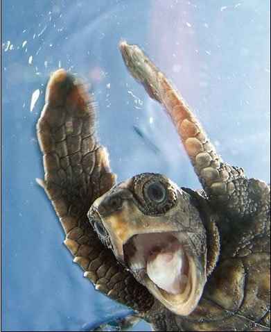 Images from my work places - Hawkbills turtle caught by surprise
