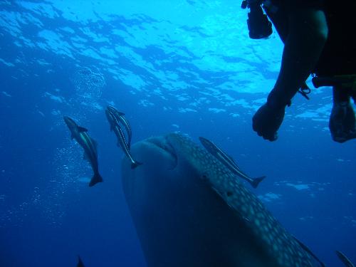 Swimming with whale shark where i teach scuba - A close encounter of a most awesome kind,Was scuba diving with my Trainee divers when happen across this chance encounter in Redang Island Malaysia