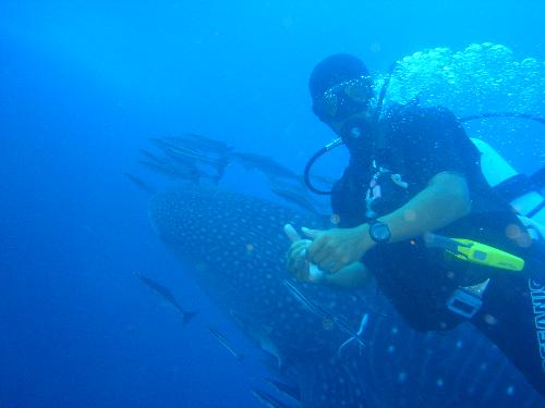 close up of me n whale shark - Scuba diving has its ups n downs while underwater,mostly up fun moments,this was one of the highlights of my teaching diving moments