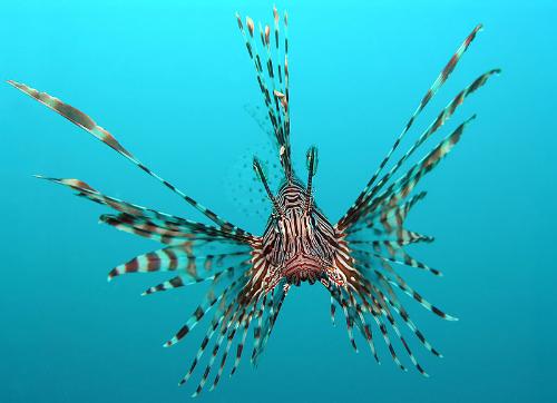 lionfish menacing pose - underwater shot of closeup pose as lionfish hovers menacingly to warn off would be predator